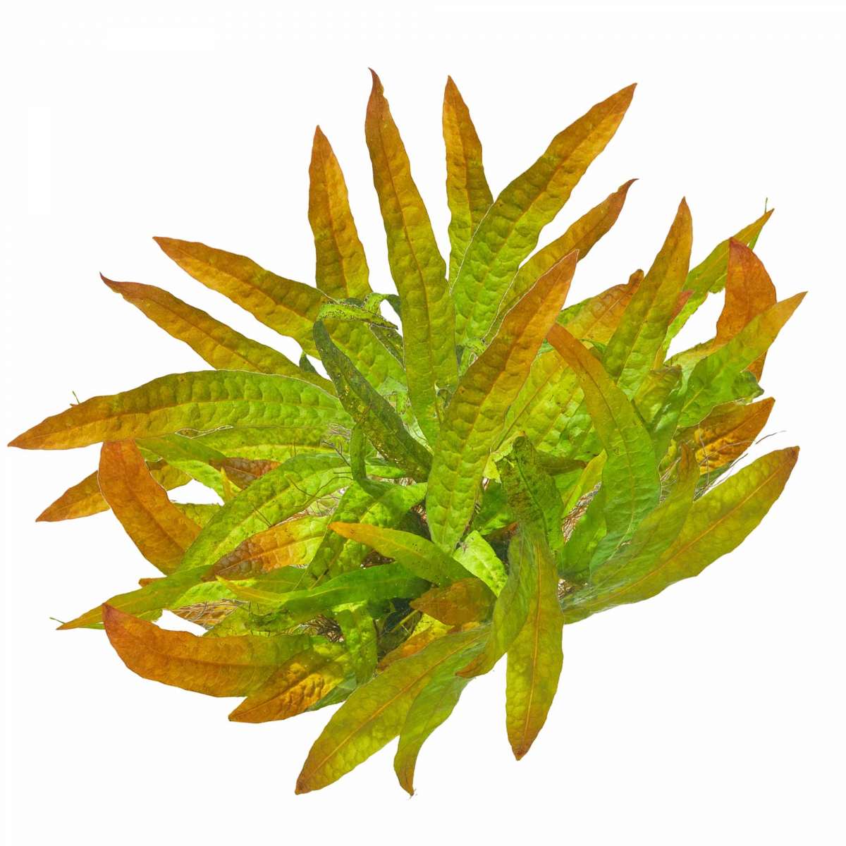 Java Fern Orange Narrow
