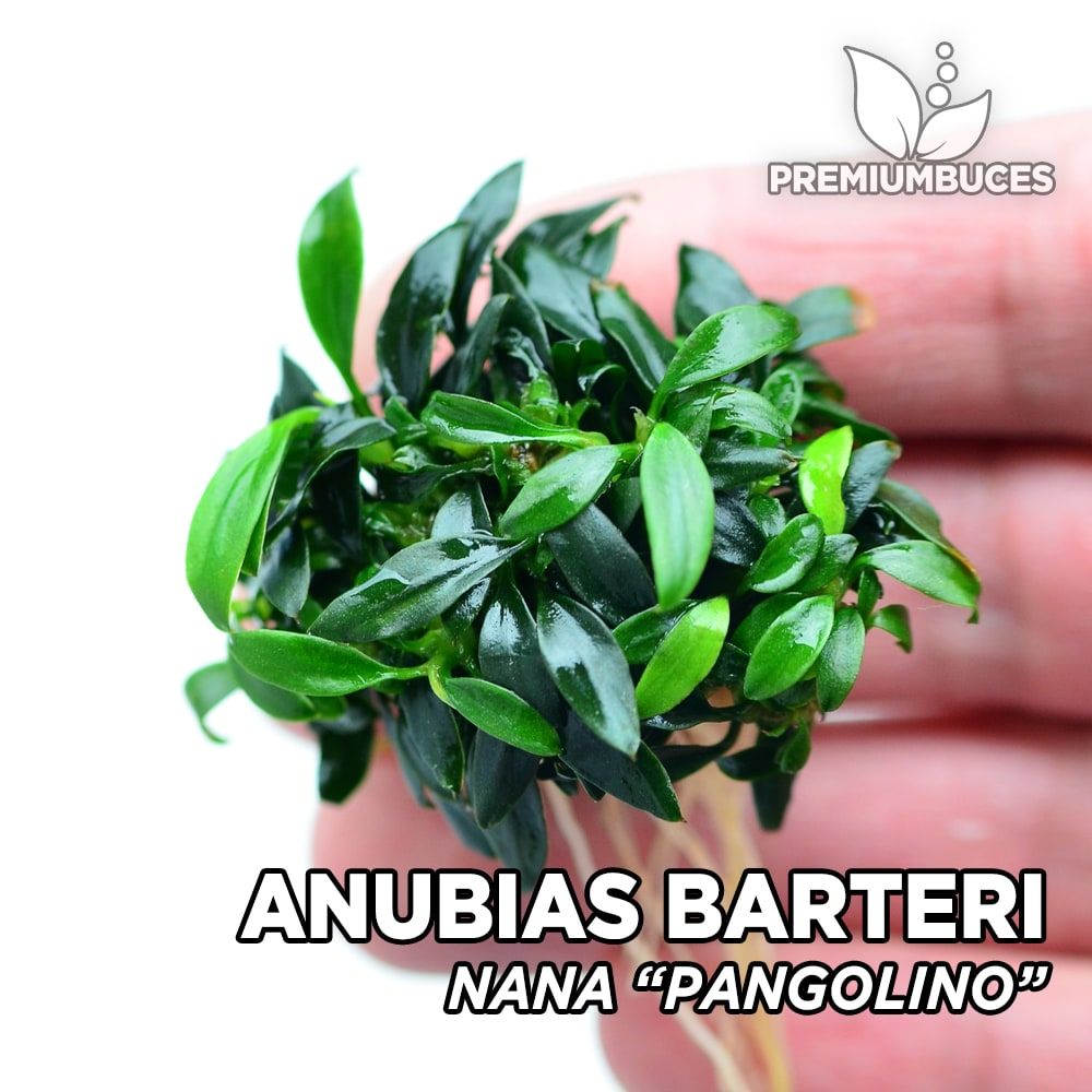 Anubias Pangolino