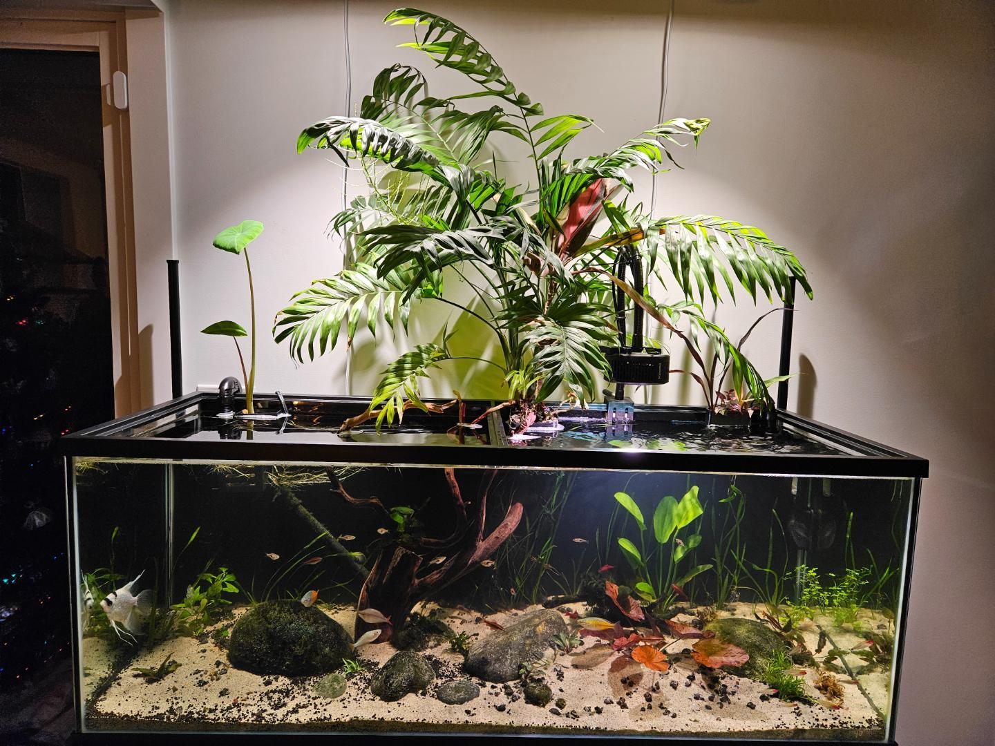 Parlor Palm plant