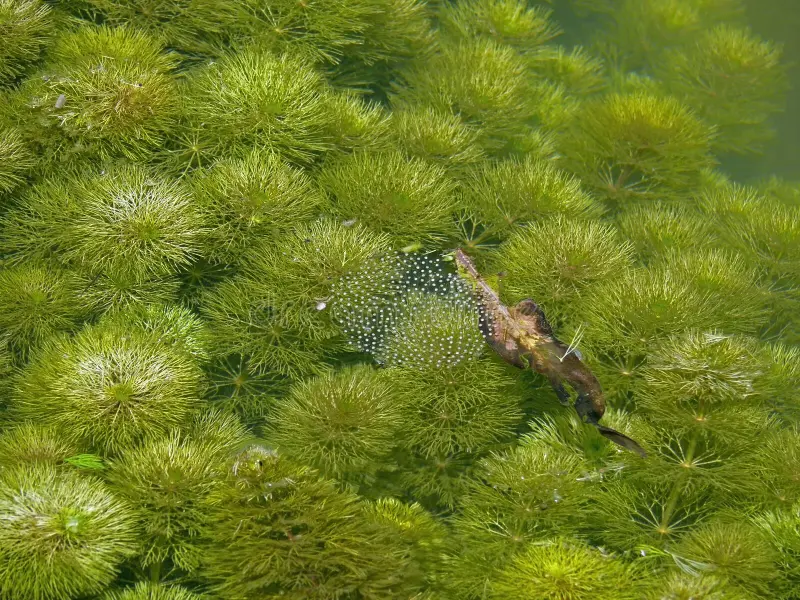 Myriophyllum aquaticum plant