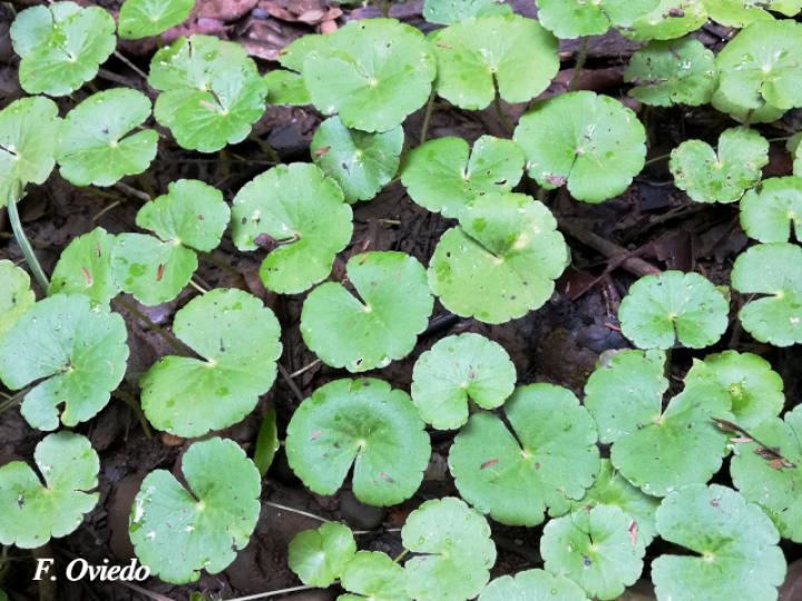 Hydrocotyle leucocephala plant