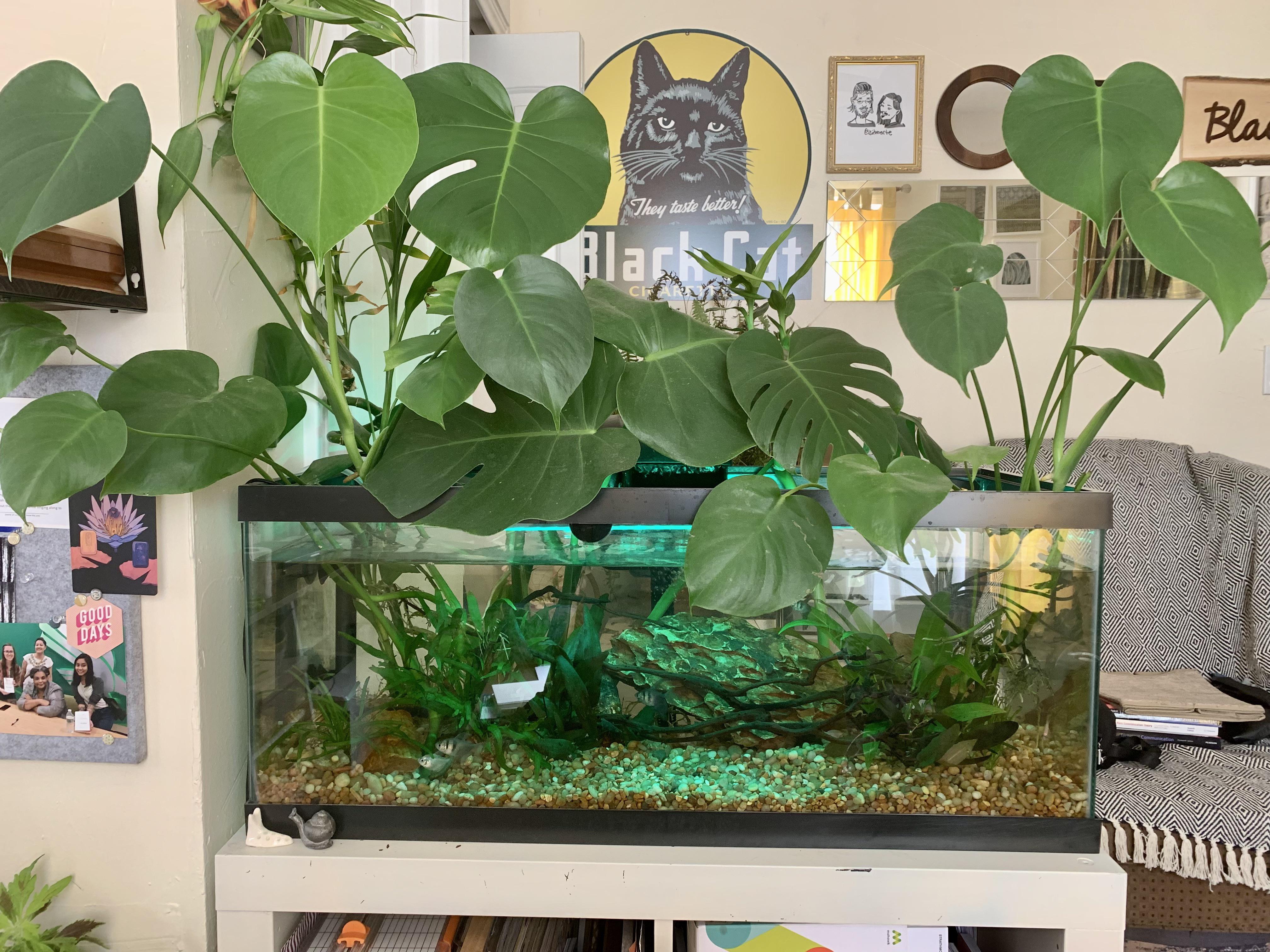 Philodendron plant
