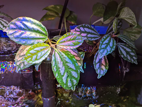 Pilea plant