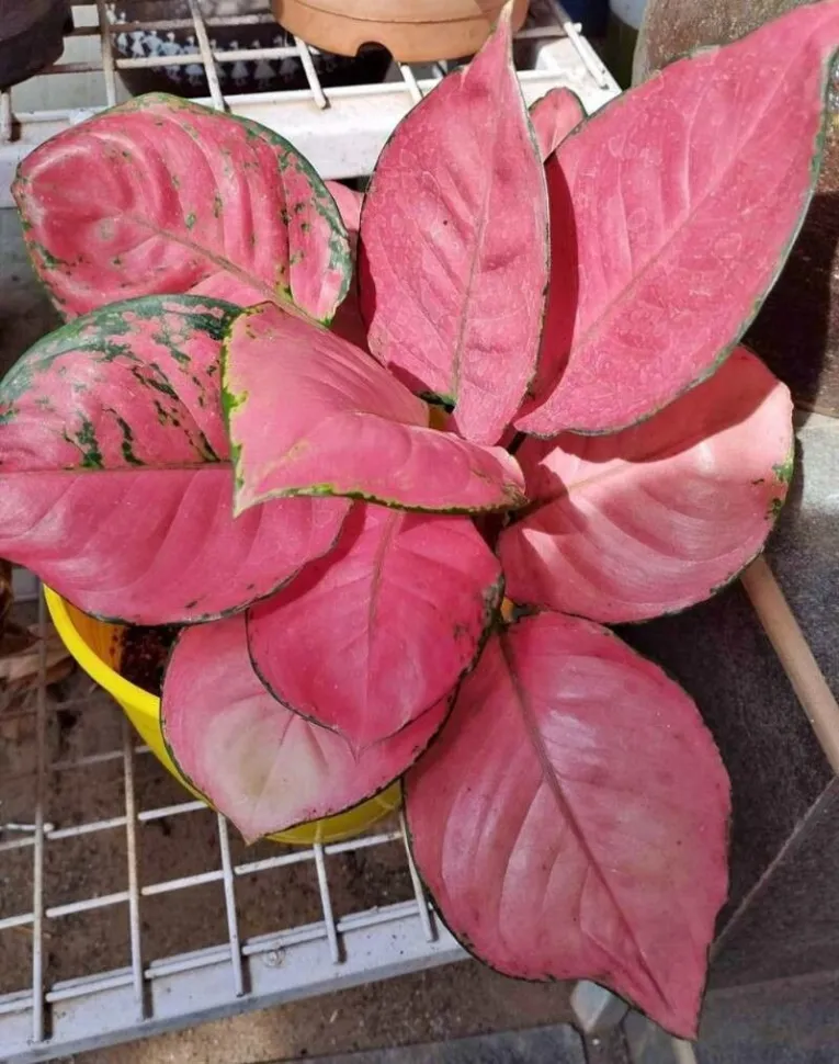 Aglaonema plant