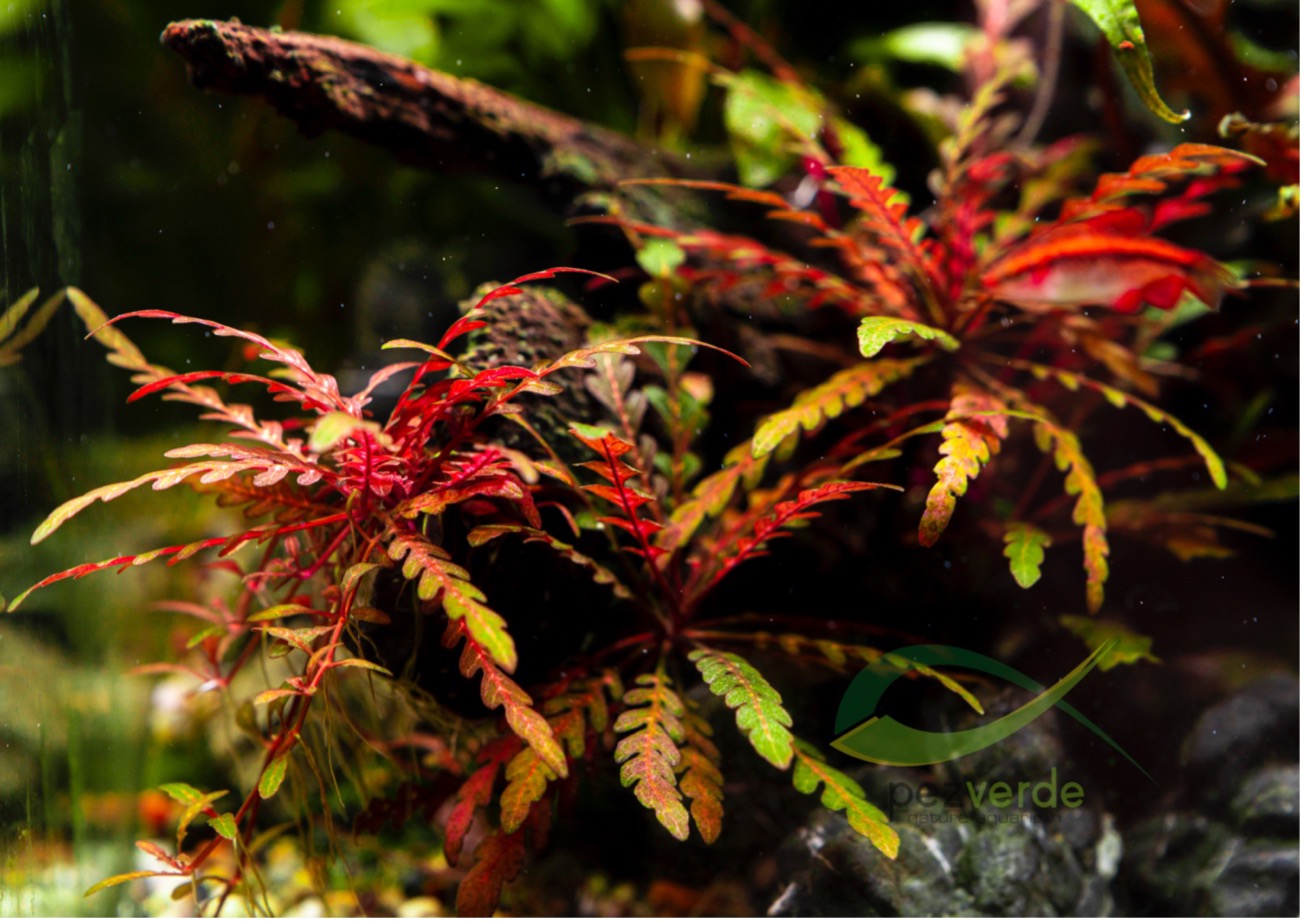 Hygrophila pinnatifida