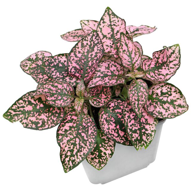 Polka Dot Plant