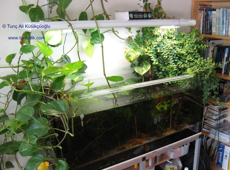 Pothos plant