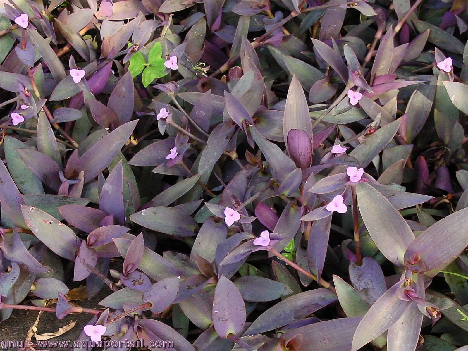 Purple Heart Plant