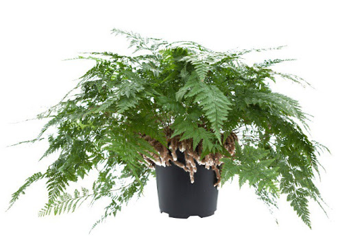Davallia fejeensis