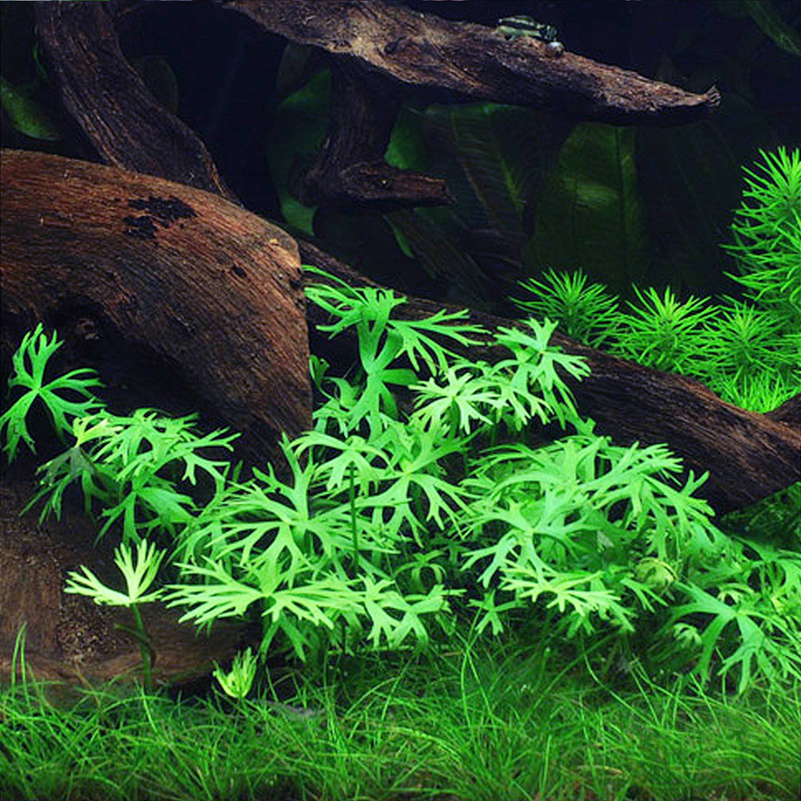 Ranunculus inundatus plant