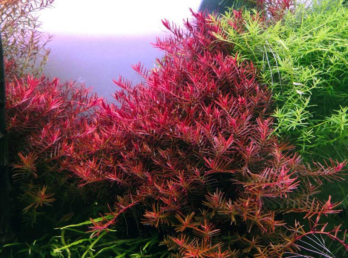 Rotala rotundifolia plant