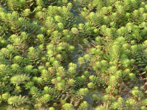 Myriophyllum rubricaule