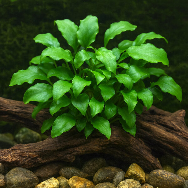 Schismatoglottis prietoi
