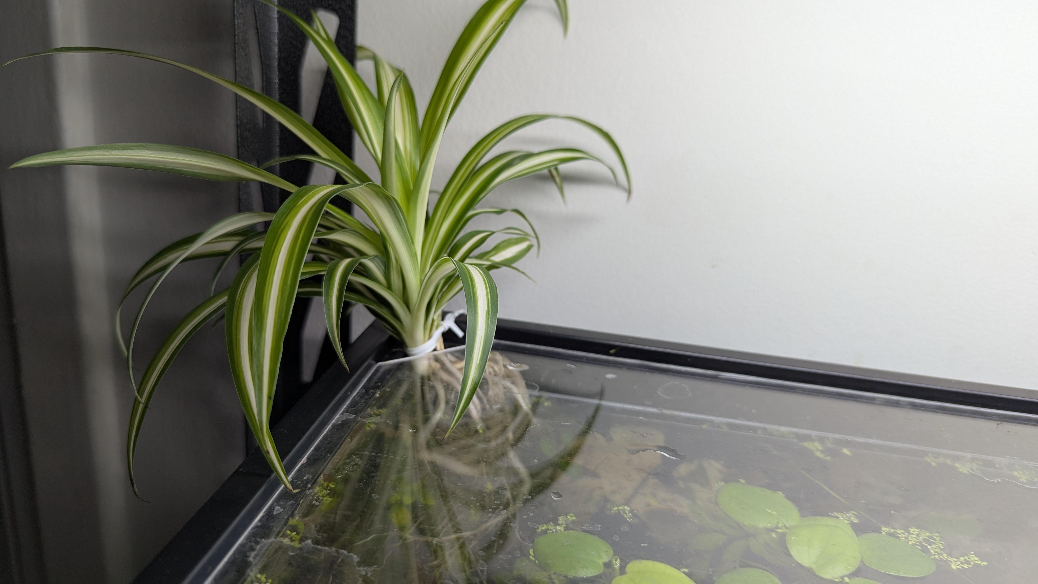 Spider Plant