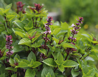 Thai Basil plant