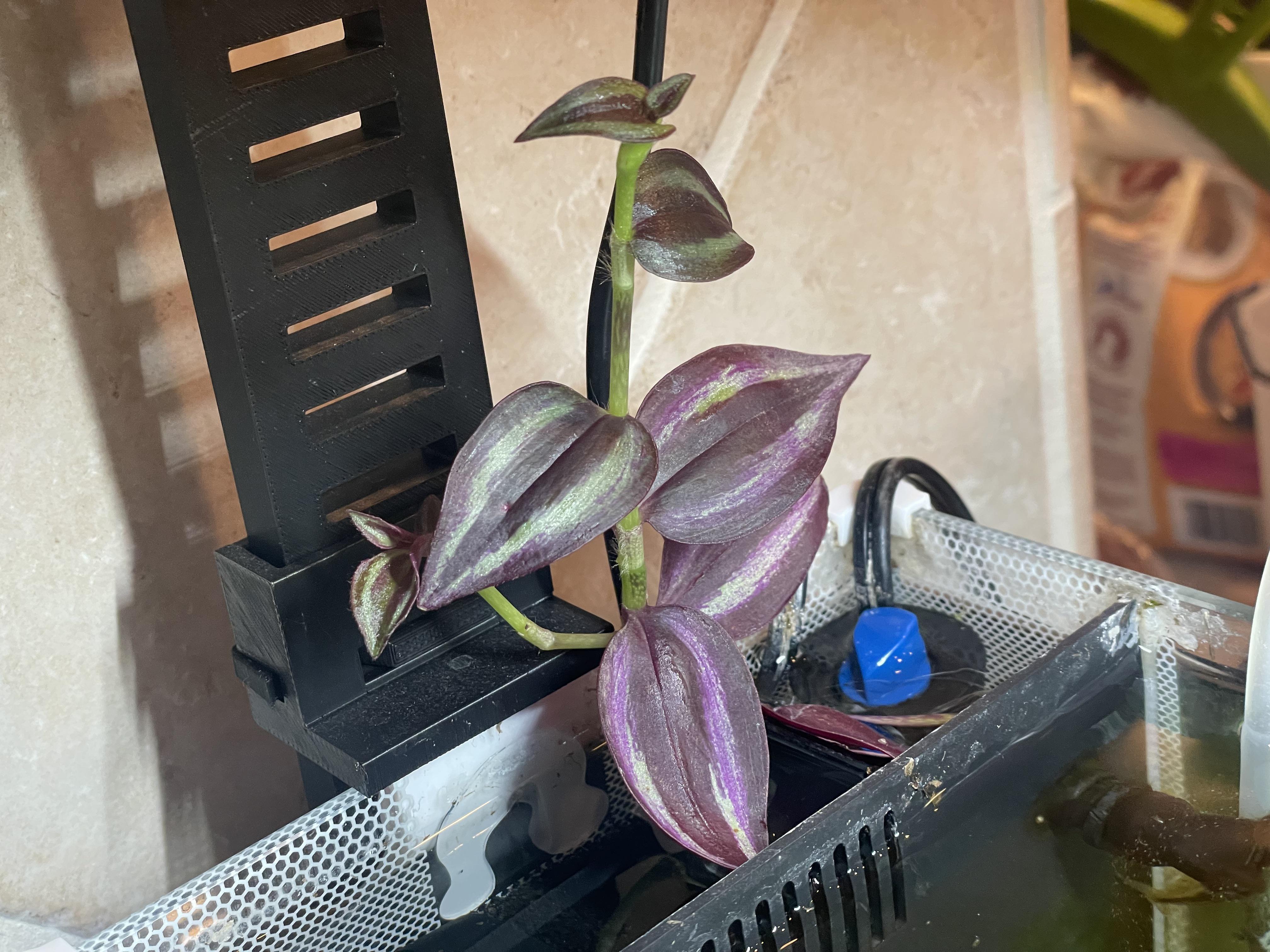 Tradescantia plant