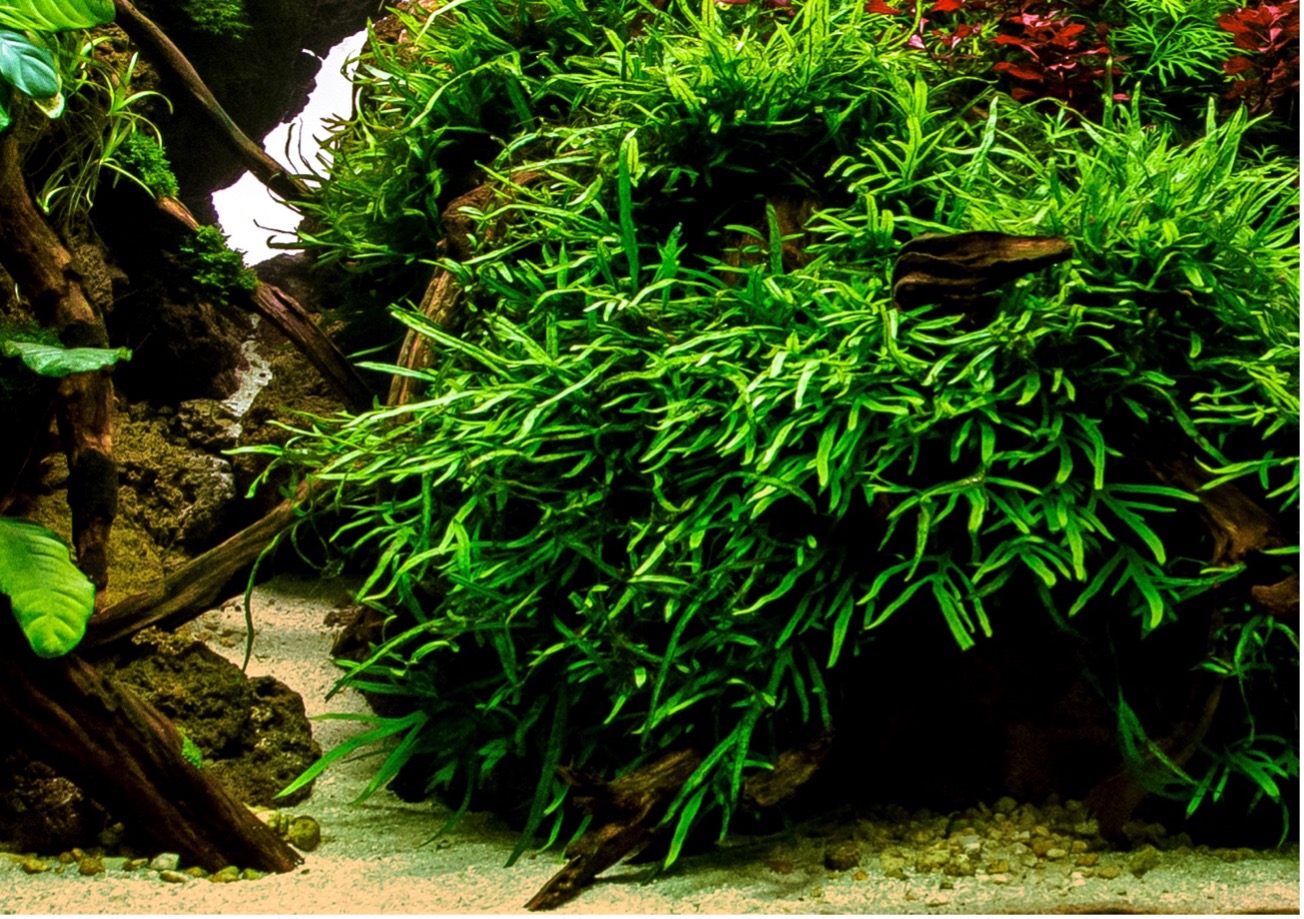 Trident Java Fern