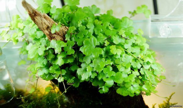 Hydrocotyle tripartita plant