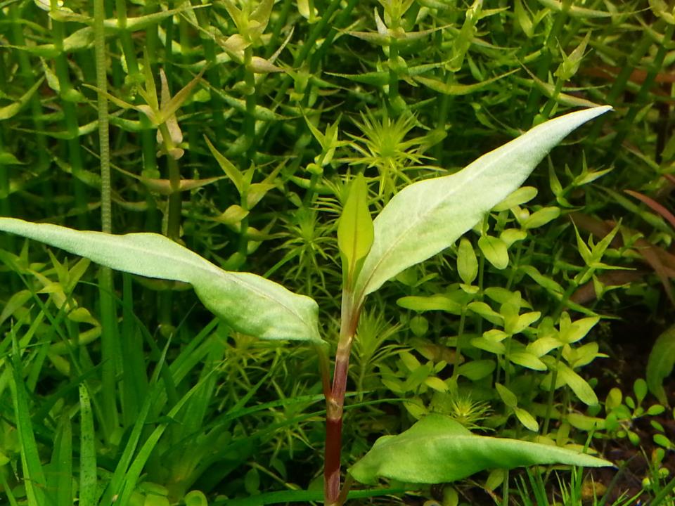 Persicaria odorata