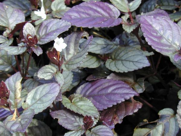 Purple Waffle Plant
