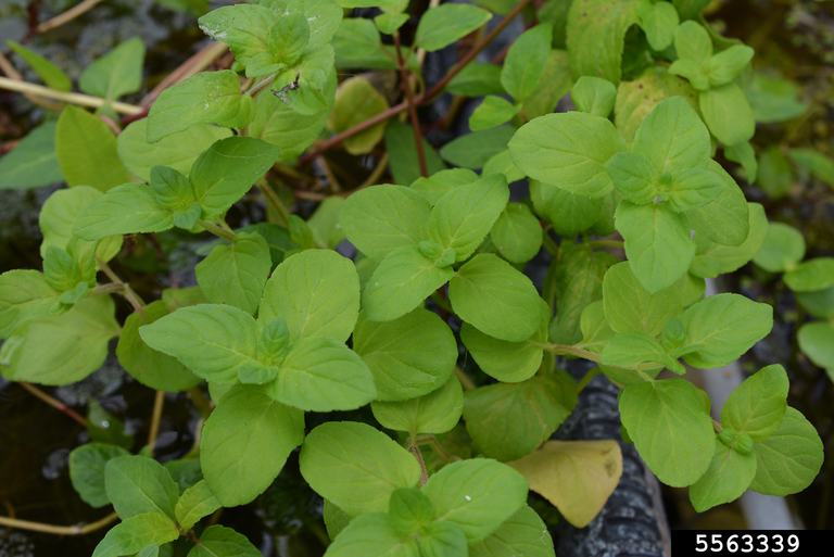 Mentha aquatica