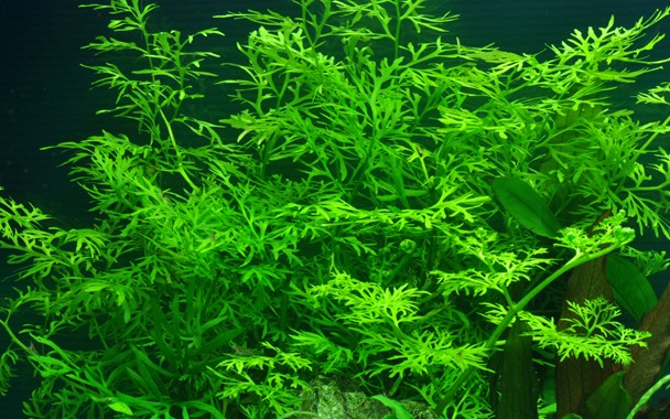 Ceratopteris thalictroides plant
