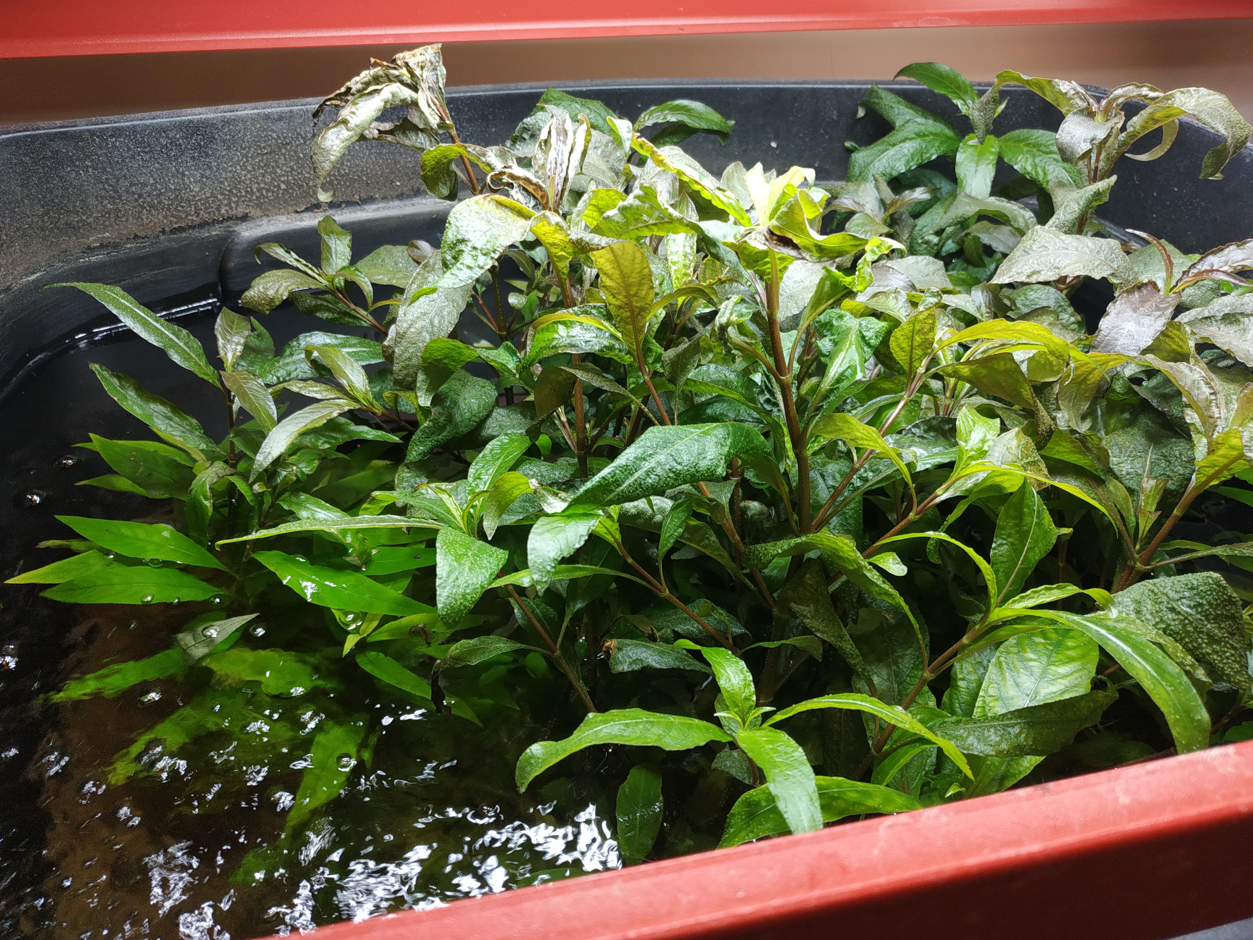 Hygrophila corymbosa 'Willow' plant