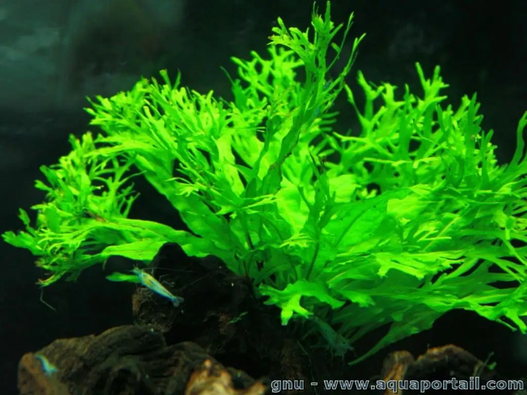 Java Fern Windelov