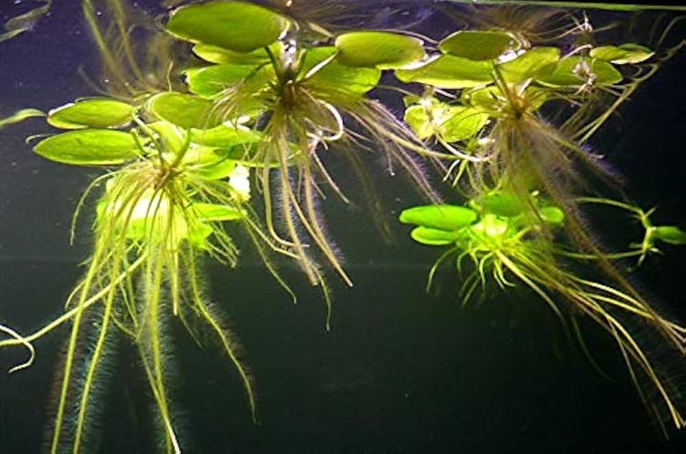 Limnobium laevigatum
