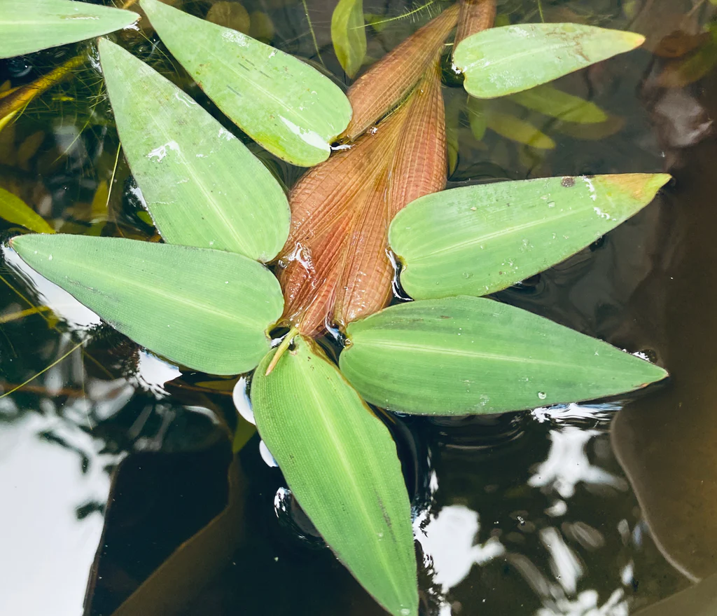 Hygroryza aristata