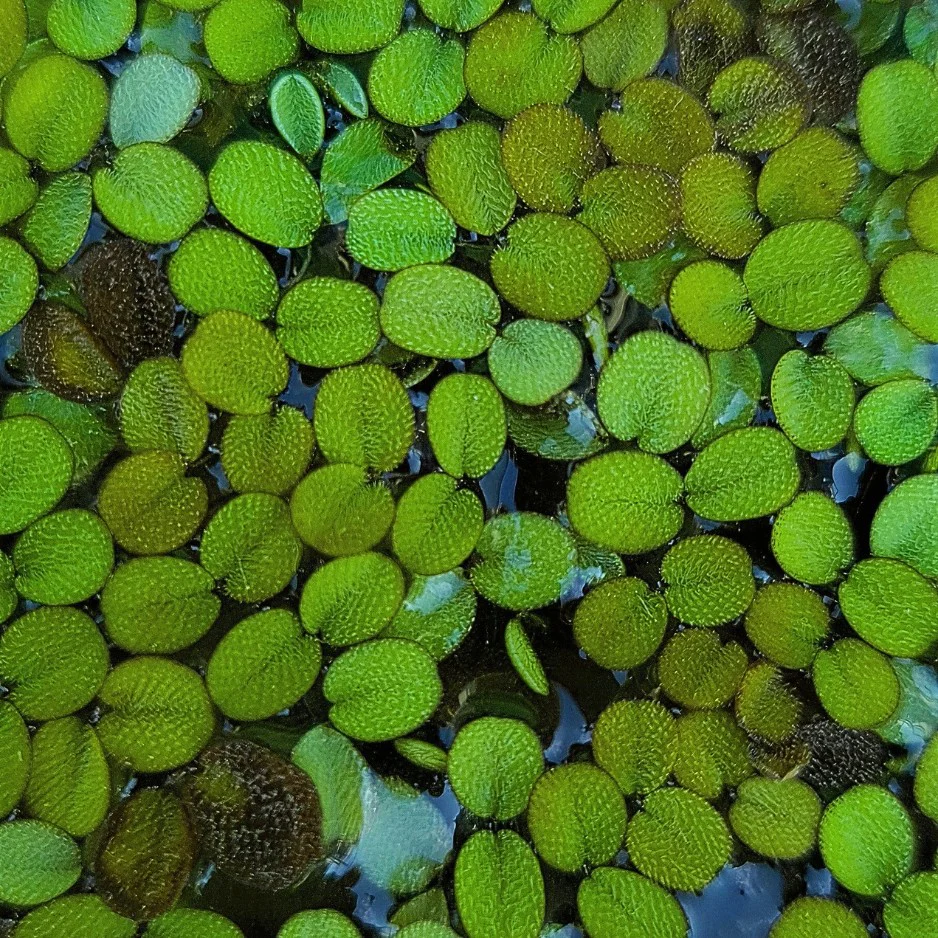 Salvinia minima