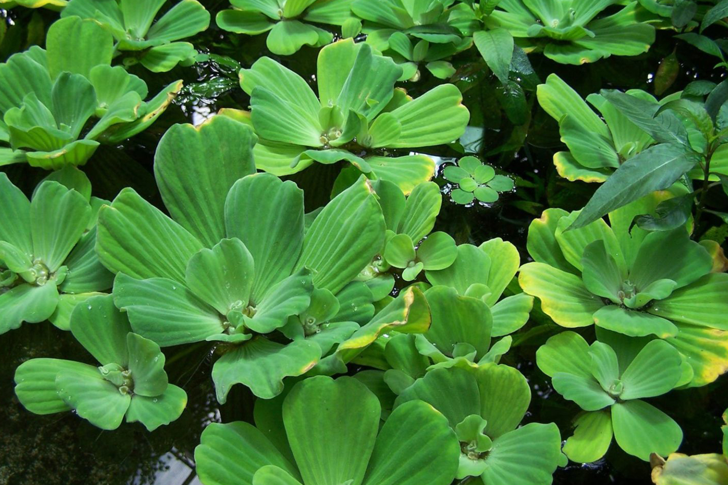 Pistia stratiotes