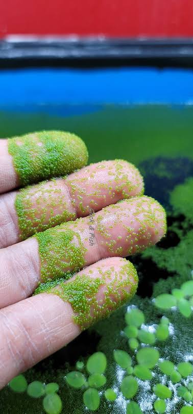 Wolffia globosa