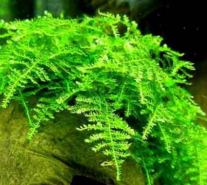 Vesicularia montagnei