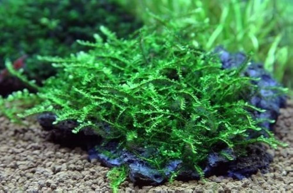 Vesicularia species
