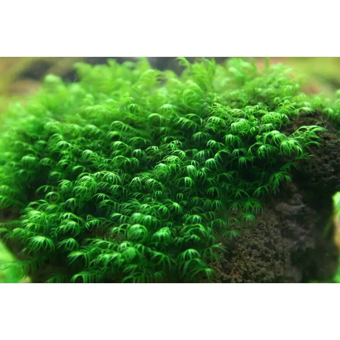 Fissidens fontanus