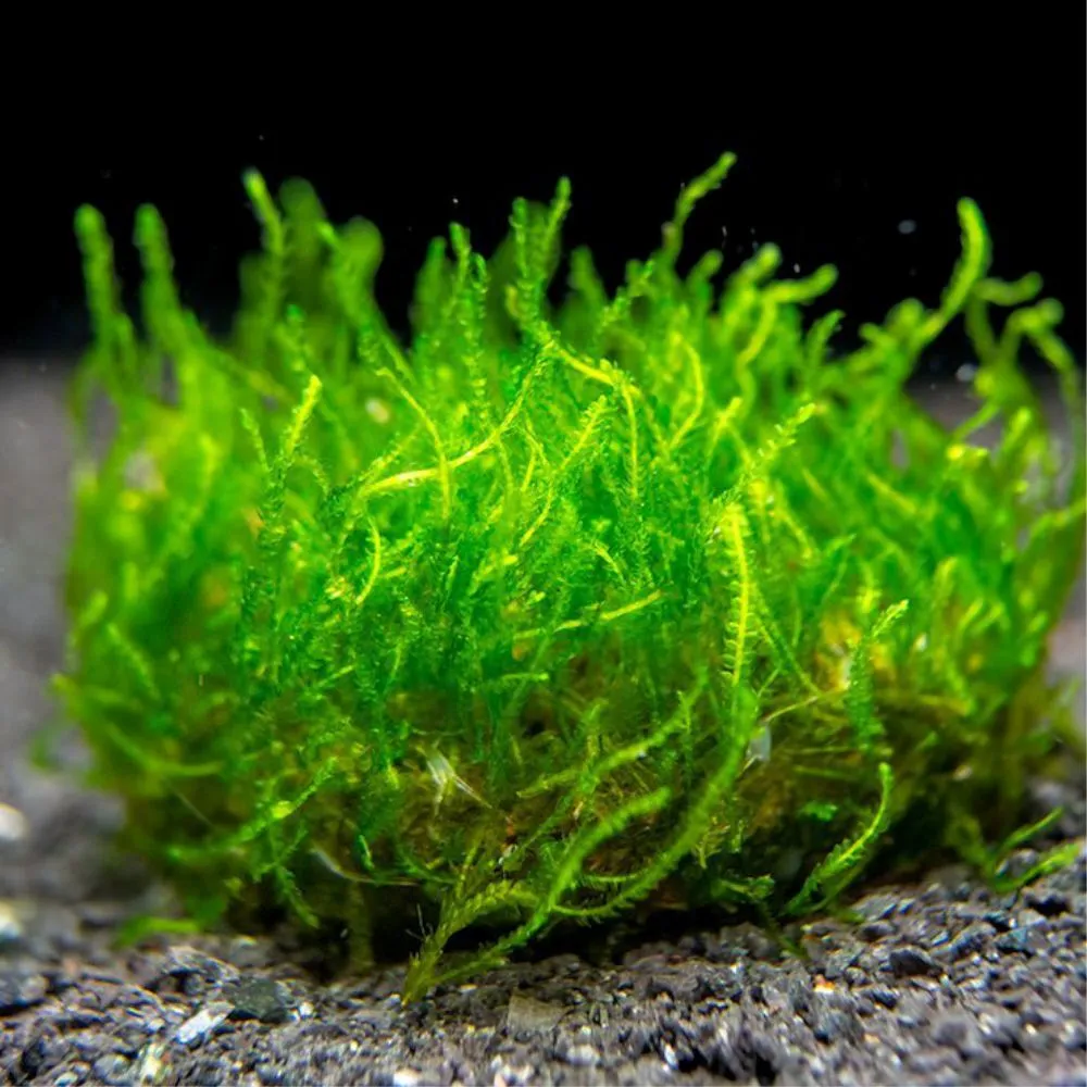Taxiphyllum 'Flame'