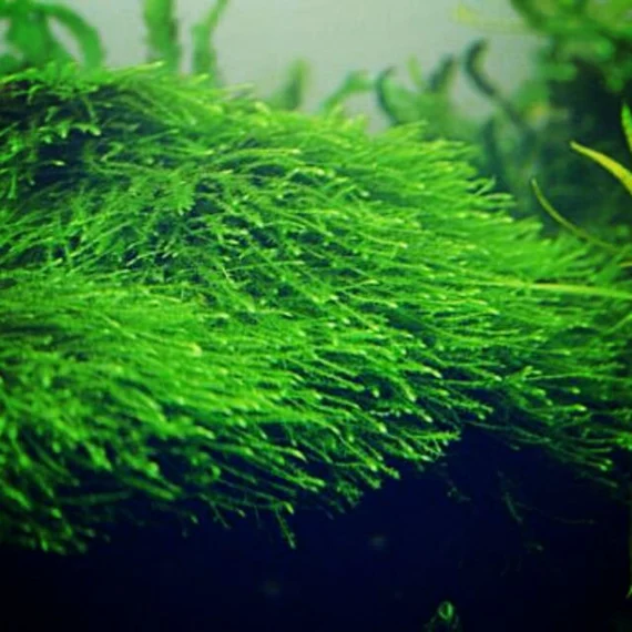 Taxiphyllum barbieri