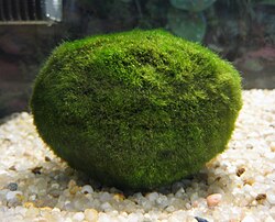 Aegagropila linnaei