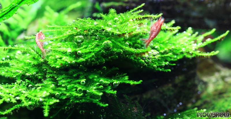 Vesicularia species