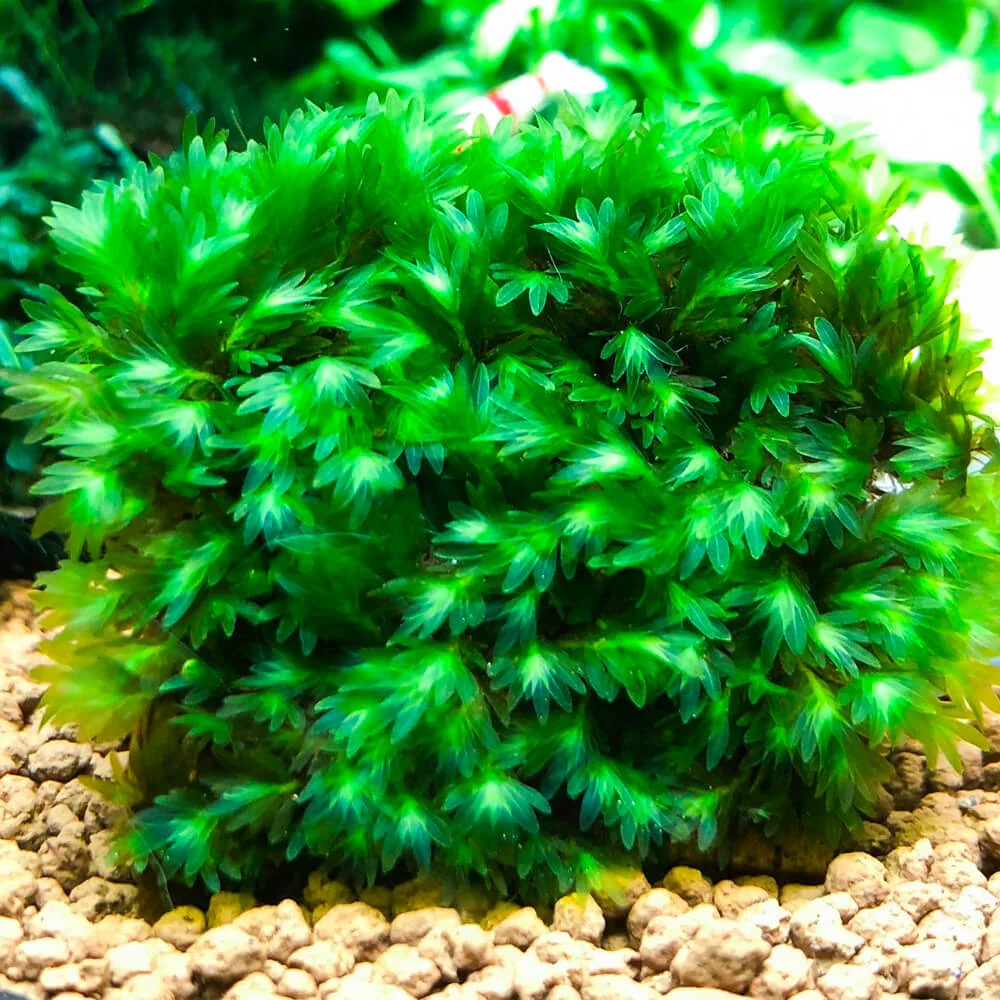 Fissidens sp. Miroshaki
