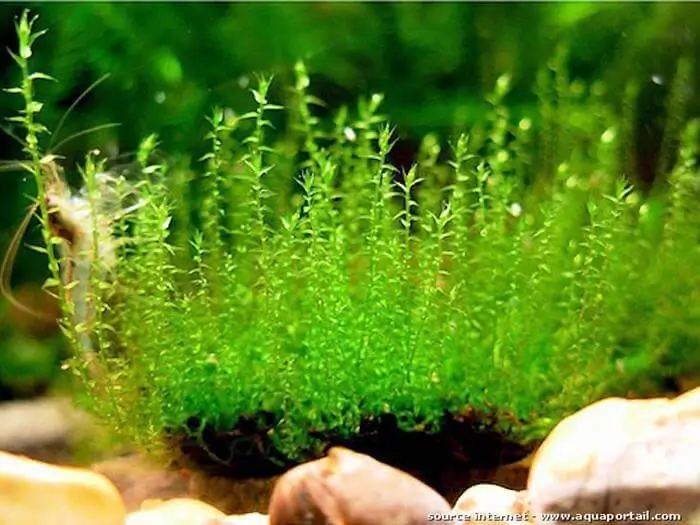 Amblystegium serpens