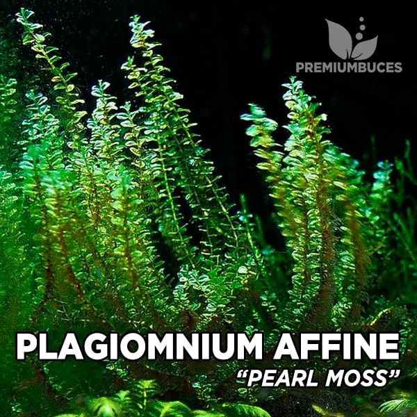 Plagiomnium cf. Affine