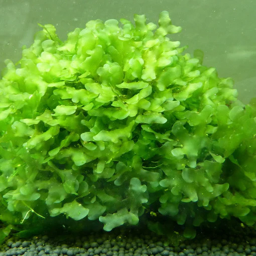 Monosolenium tenerum