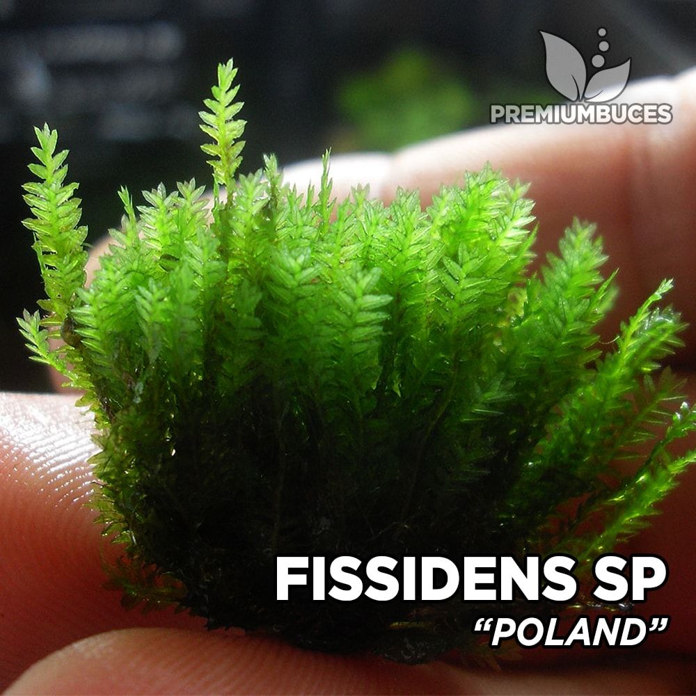 Fissidens sp. Poland