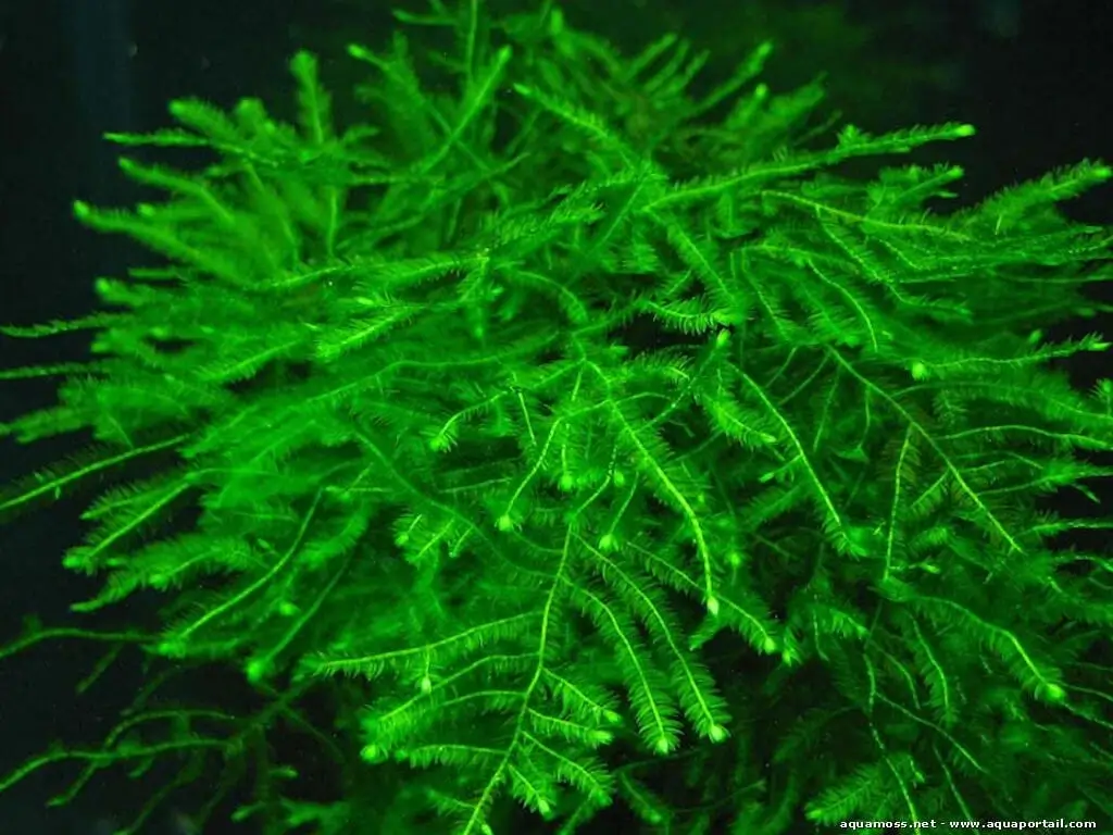 Taxiphyllum sp. Spiky