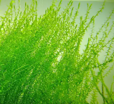 Leptodictyum riparium