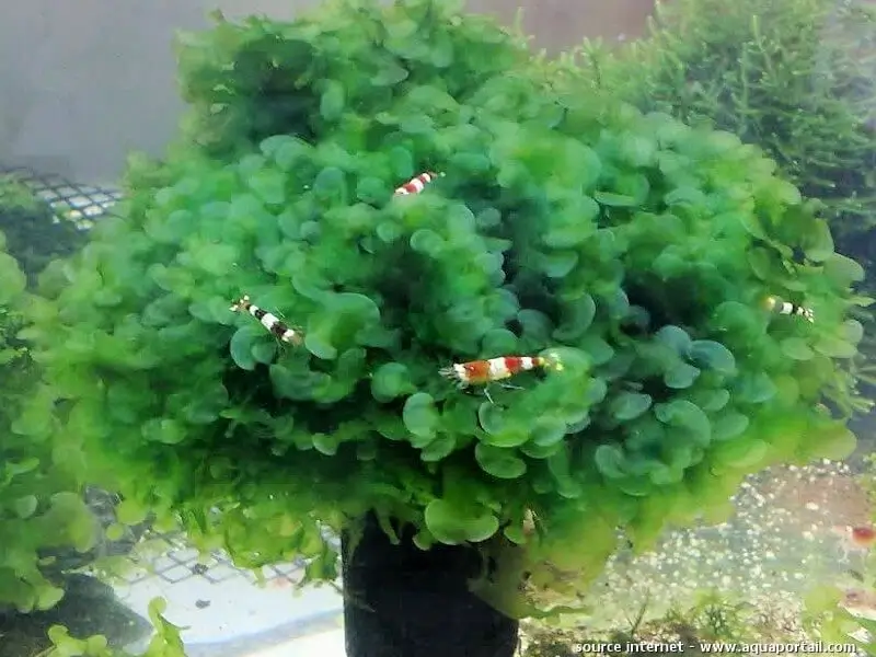 Lomariopsis lineata