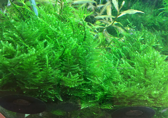 Taxiphyllum alternans
