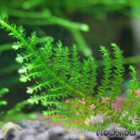 Vesicularia species